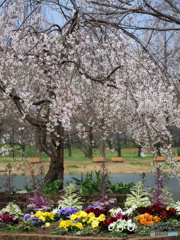 枝垂れ桜