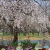 枝垂れ桜