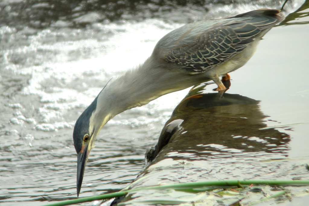 sasagoi008