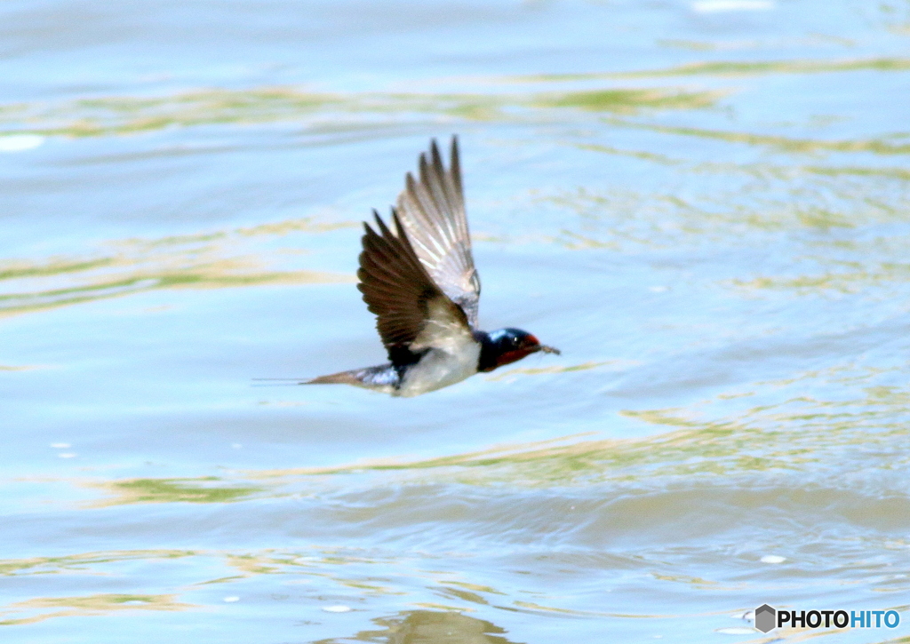 Swallow⑥