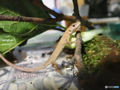 カナヘビ子供  1