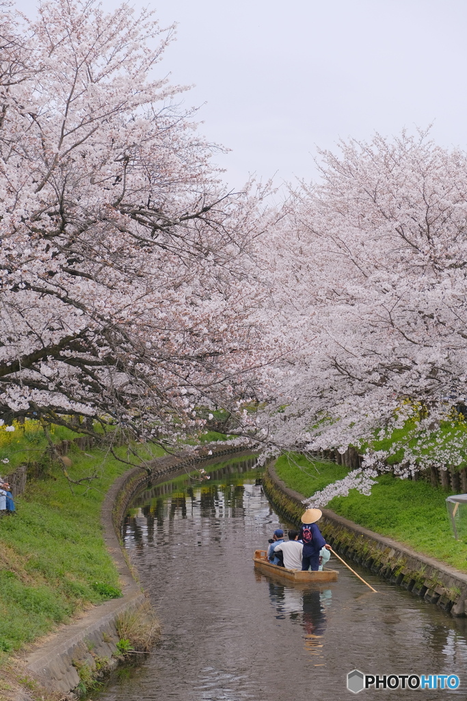 新河岸川サクラ①