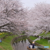 新河岸川サクラ①