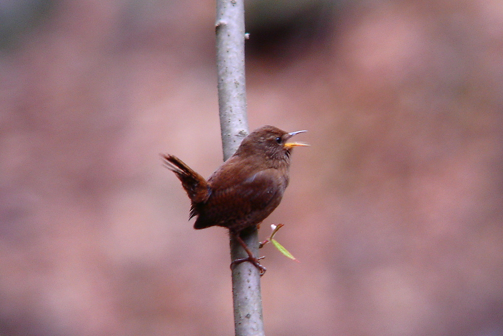 春　misochiy