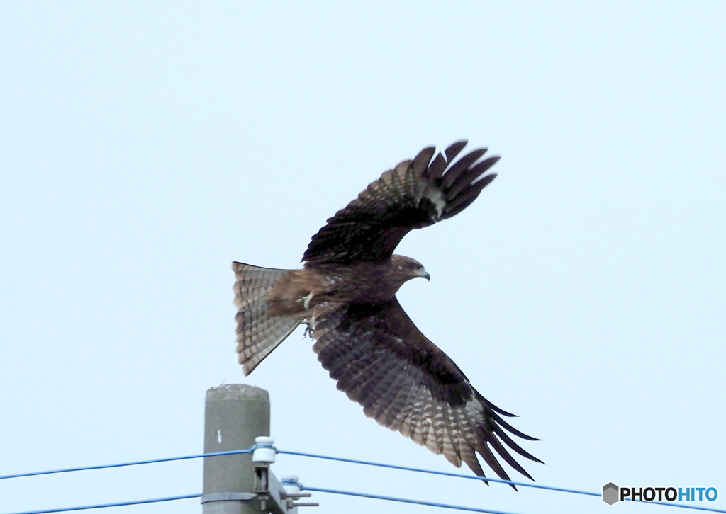 鳶の飛び出し！②