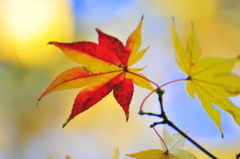紅葉