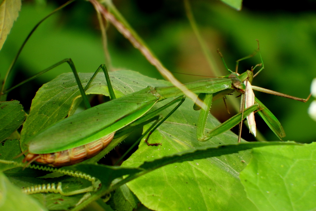 カマキリの捕食