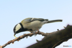 シジュウカラ②