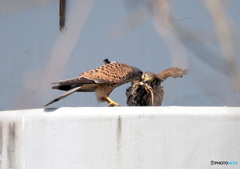 チョウゲンボウ繫殖season①