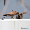チョウゲンボウ繫殖season①