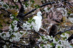 桜コサギⅡ