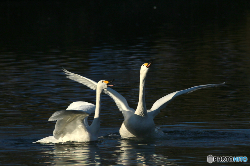 Swan Lake　３