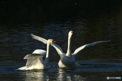 Swan Lake　３