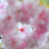 ハートの八重桜　Ⅱ