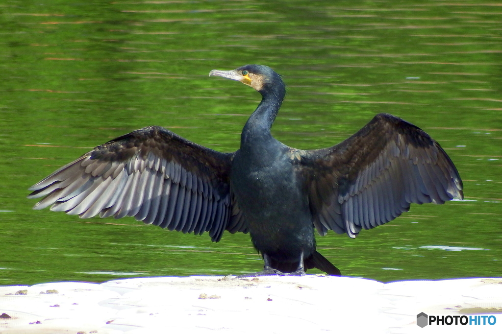 カワウ　日光浴