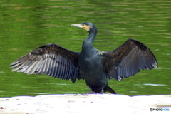 カワウ　日光浴