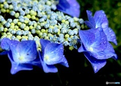 紫陽花