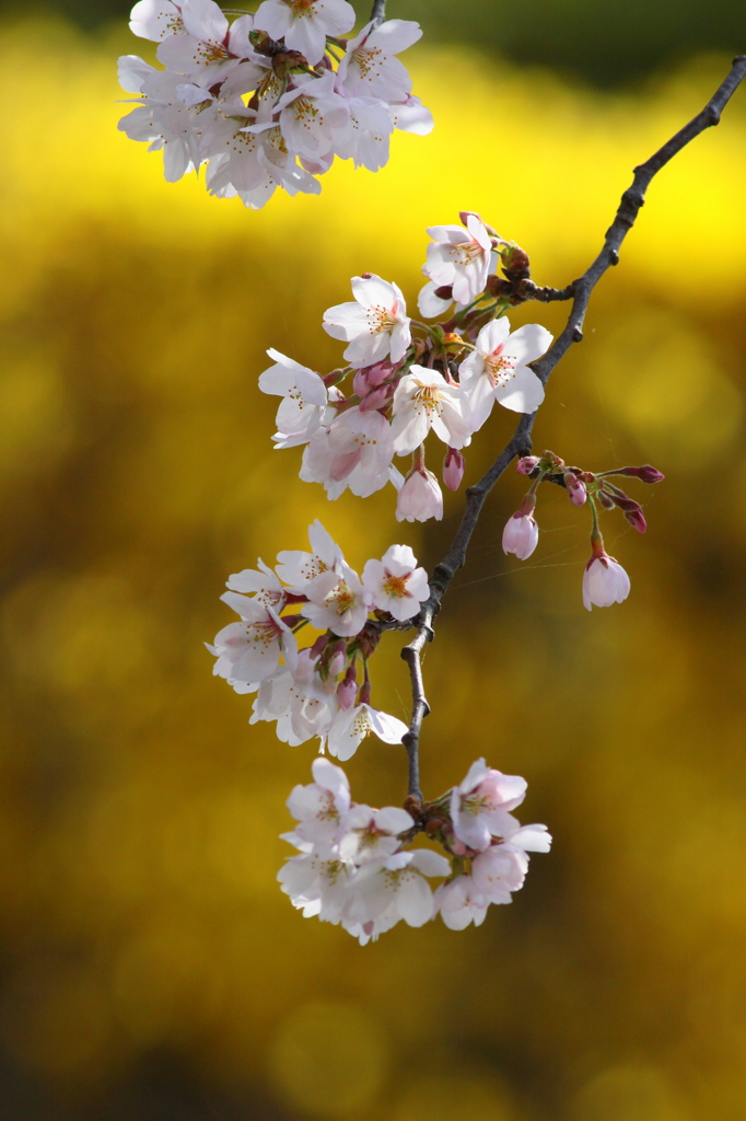 桜と金屏風