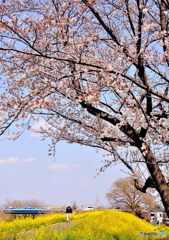 ♪　April  Come  She  Will　♬
