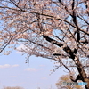 ♪　April  Come  She  Will　♬