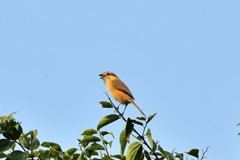 モズの高鳴き　雌