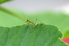 カボチャの葉にミニ　カマキリ　　　5mm位