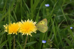 DandeLion 001