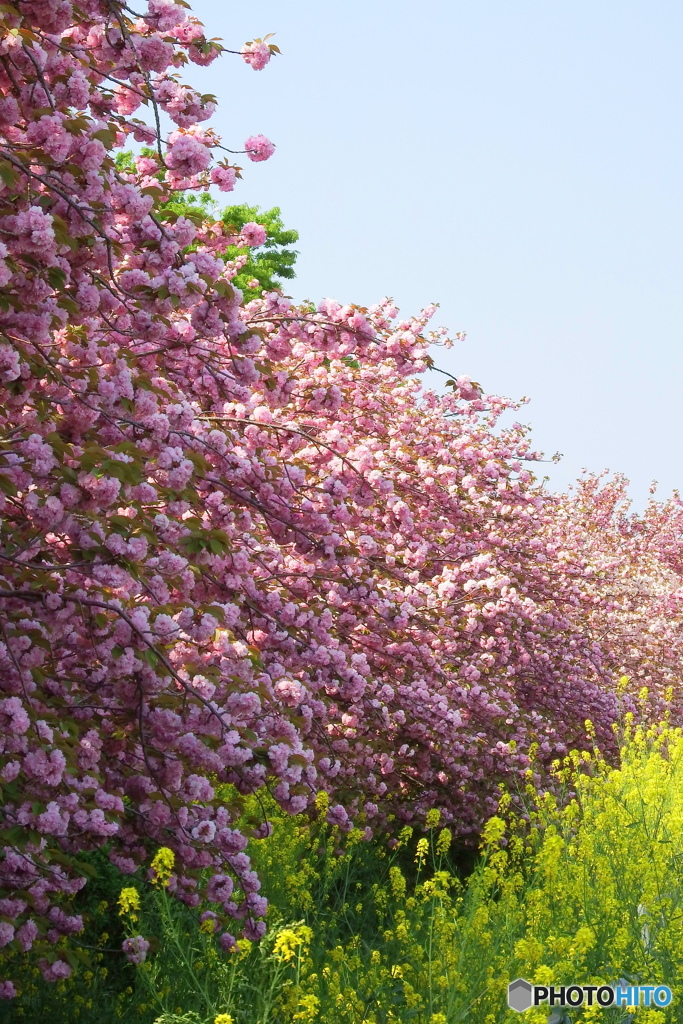 八重桜①