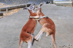 キックthree