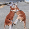 キックthree