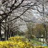 サクラとレンギョ