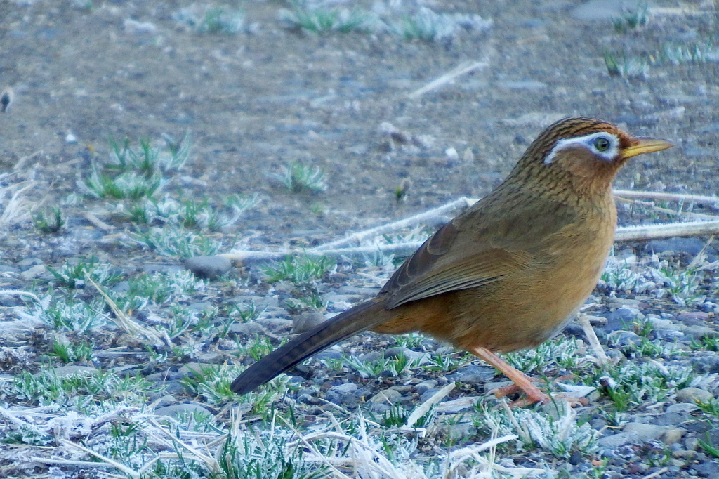 ガビチョウ