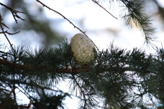 木のタマゴ①