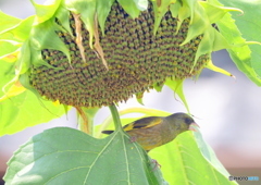 カワラヒワ②