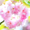 ハート八重桜