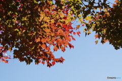 散歩道の紅葉➀