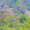 山桜と若葉