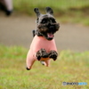 Flying　Dog