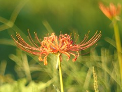 曼珠沙華