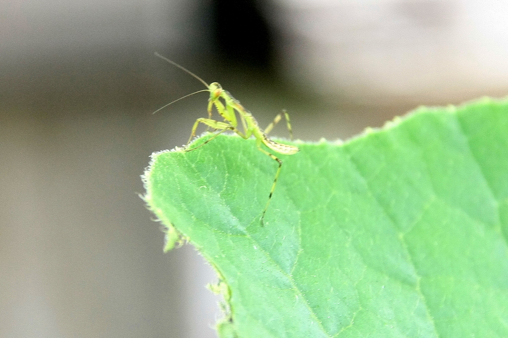 ミニ　カマキリ