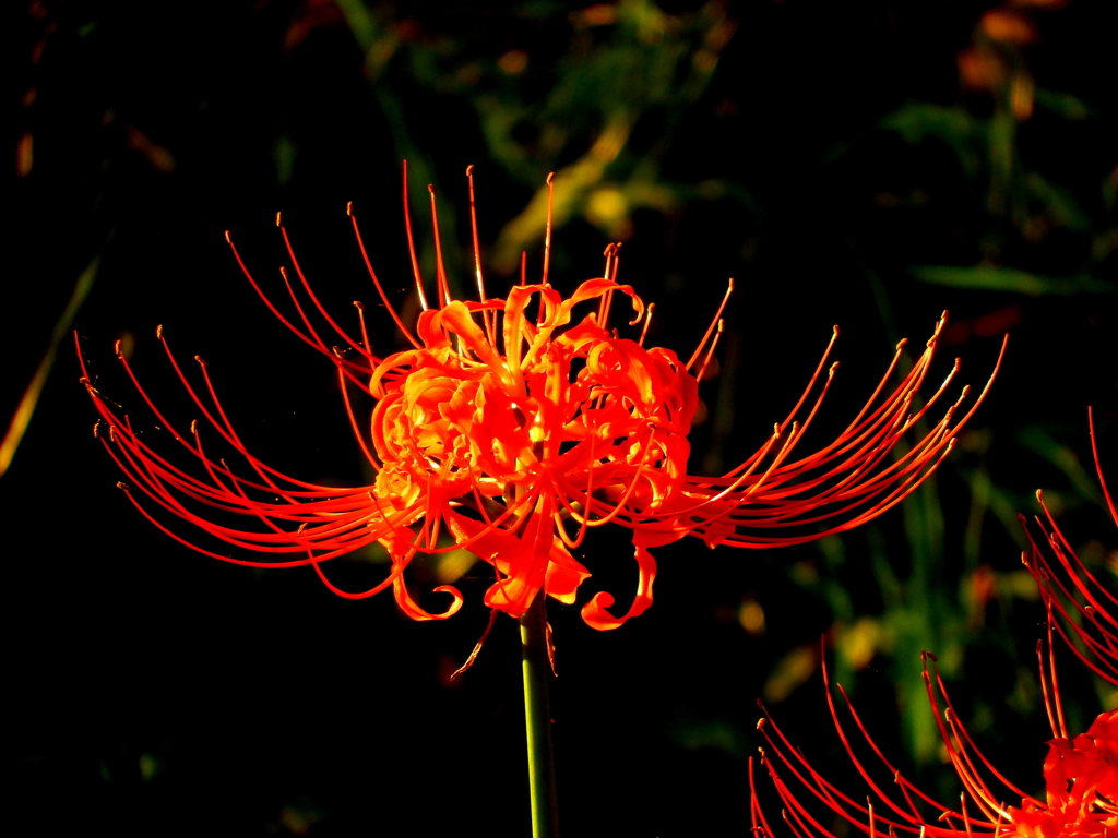 燃える　曼珠沙華