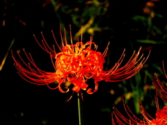 燃える　曼珠沙華