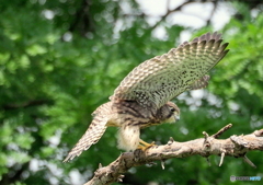 チョウゲンボウ幼鳥