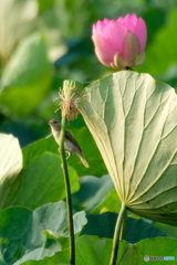 蓮とオオヨシキリ③