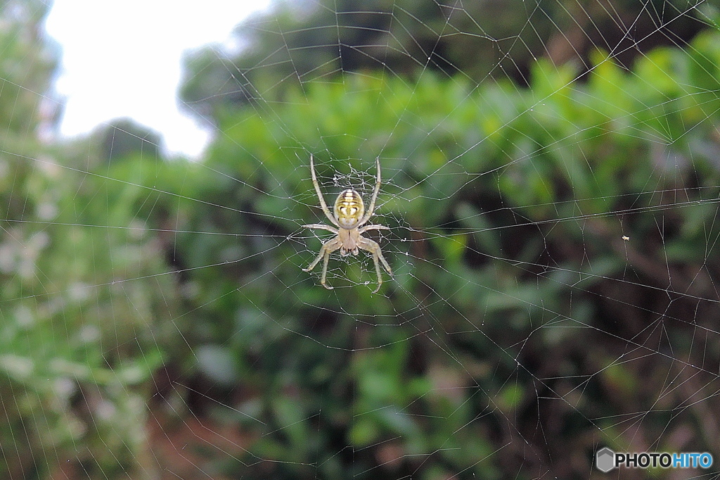 Spider