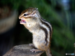 シマリス　お手いれ