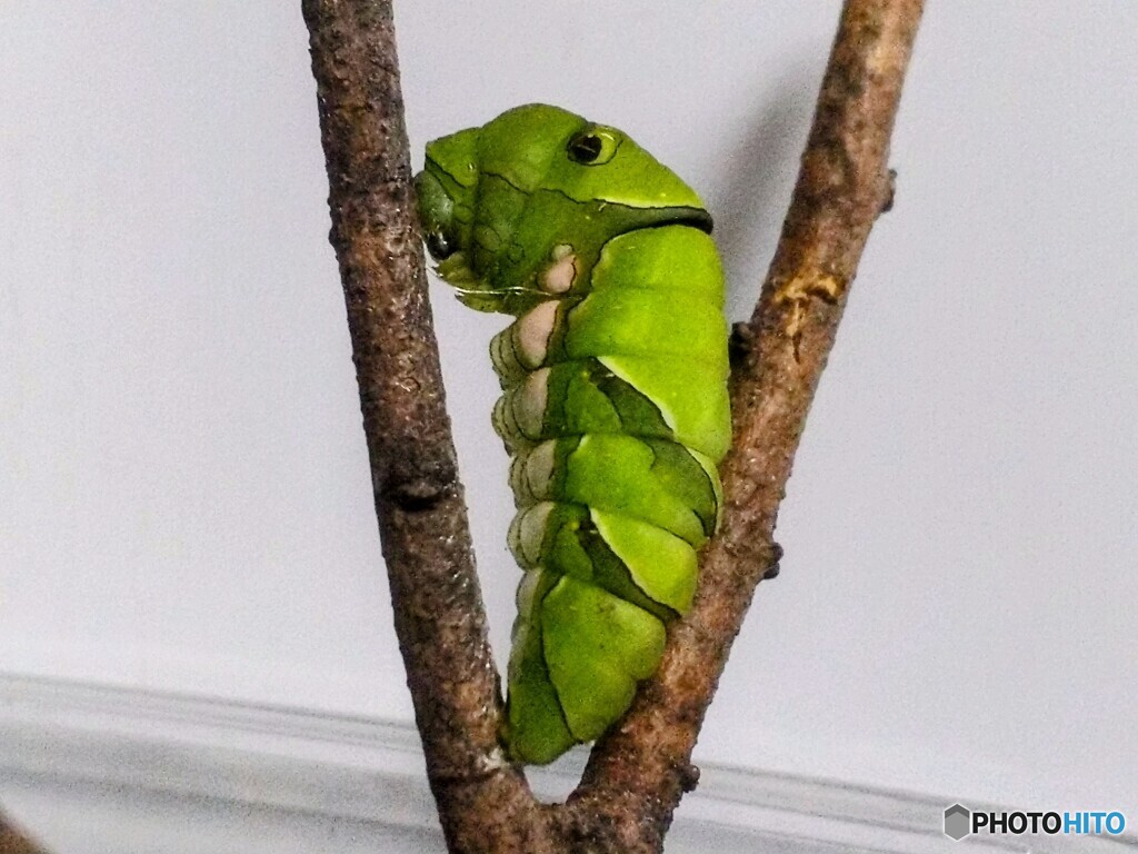 あの鳥のフンが　