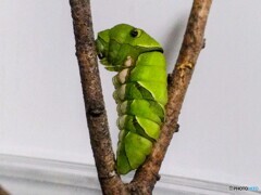 あの鳥のフンが　