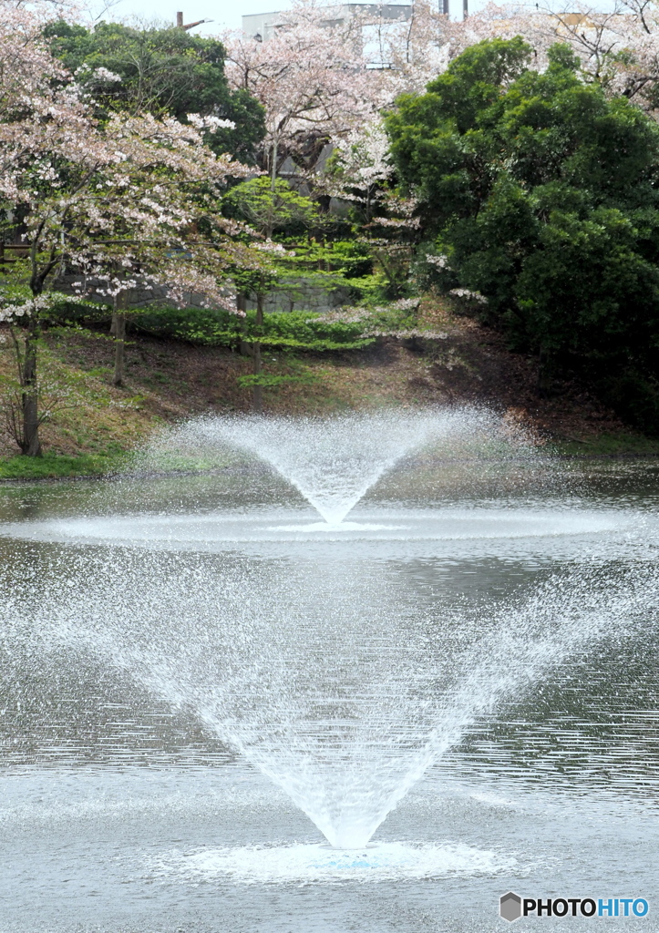 桜と噴水　W