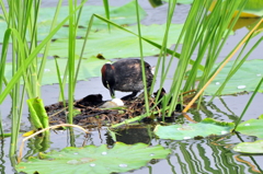 カイツブリ②